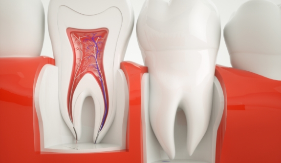 Animated inside of a healthy tooth that does not need a root canal